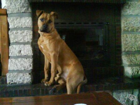 mon chien vyruss